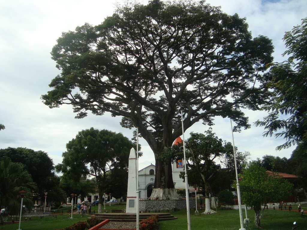 Ceiba pentandra en el parque más bonito del departamento de Caldas by alejandrino tobon