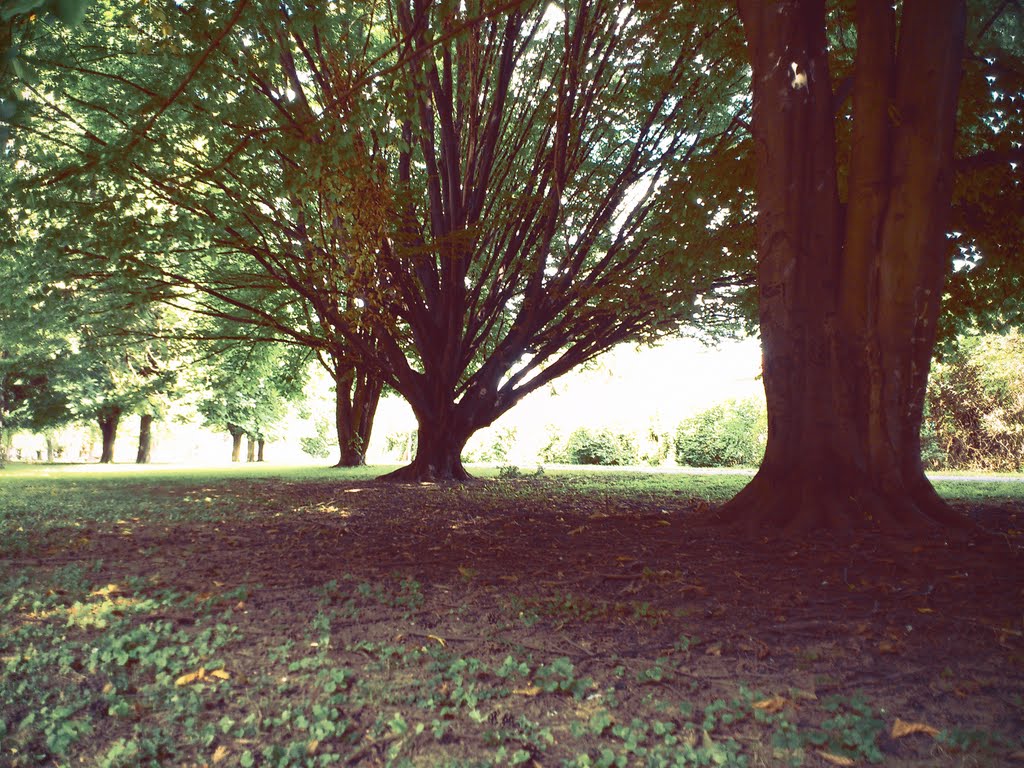 Mestký Park, Nitra - blízko ulice - Janka Kráľa, PKO - Nitra, august 2011 by Xorpi