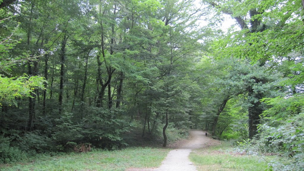 Park šuma Orlovac by andrija00