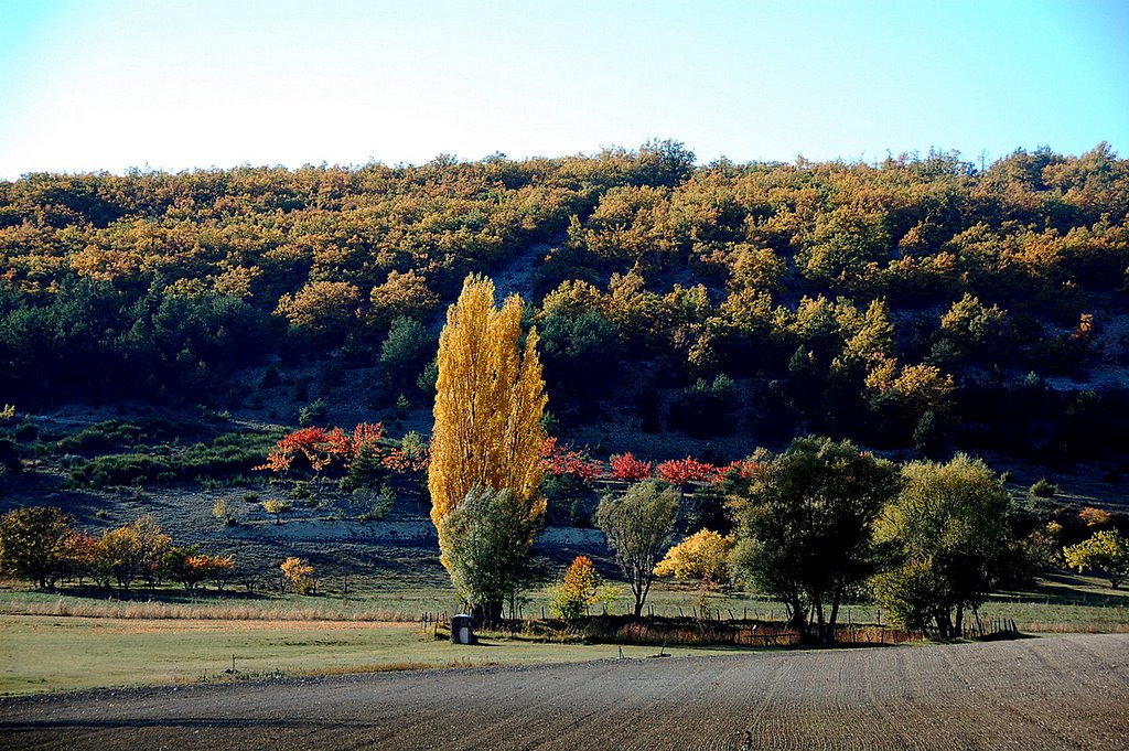 France Sault by Claude Roussel-Dupre