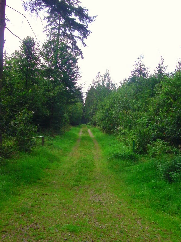 Waldweg by Christoph Rohde