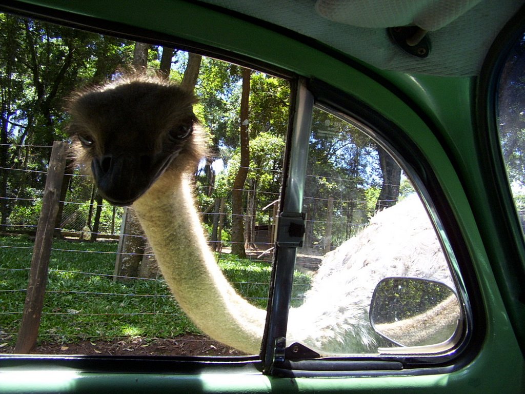 Avestruz 02 - Zoo Safari - São Paulo by Carlos Eduardo Kacin…