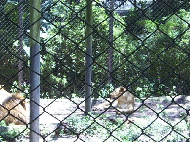 Leoes 02 - Zoo Safari - São Paulo by Carlos Eduardo Kacin…