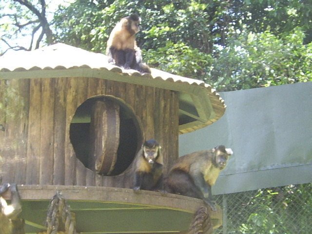 Macacos 01 - Zoo Safari - São Paulo by Carlos Eduardo Kacin…