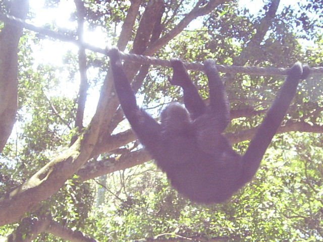 Macaco aranha 03 - Zoo Safari - São Paulo by Carlos Eduardo Kacin…