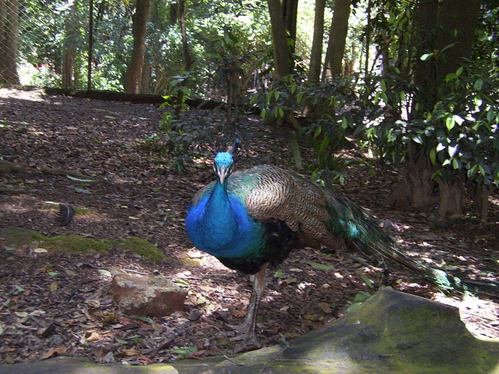 Pavão - Zoo Safari - São Paulo by Carlos Eduardo Kacin…