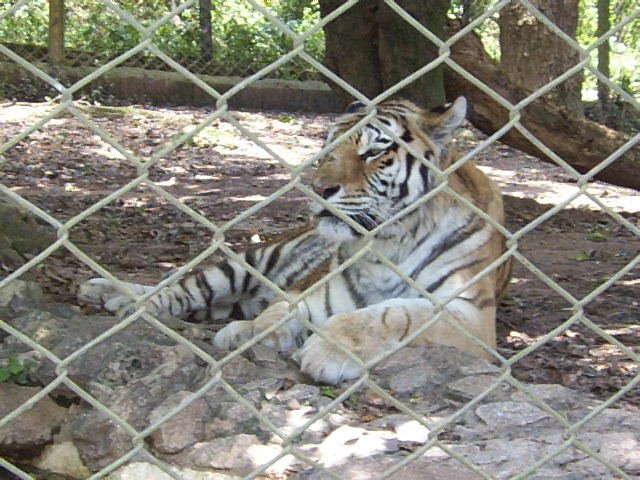 Tigre 02 - Zoo Safari - São Paulo by Carlos Eduardo Kacin…