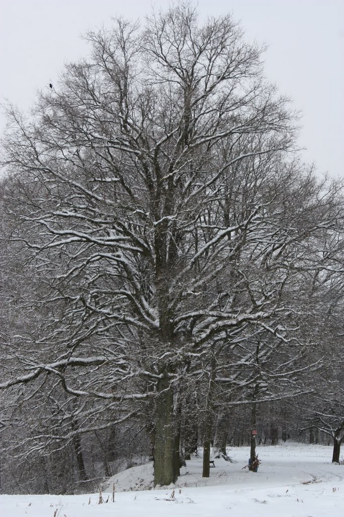 Arbre ployant sous la neige by Alain Ewrard