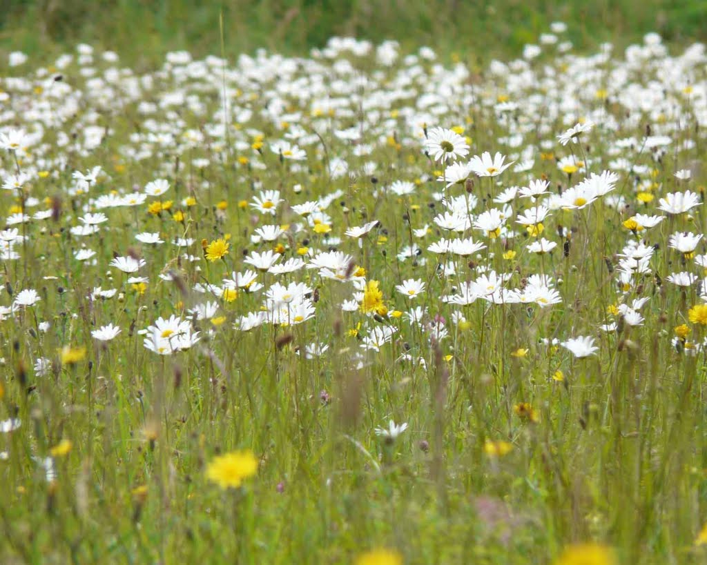 Mottey Meadows by St Remi