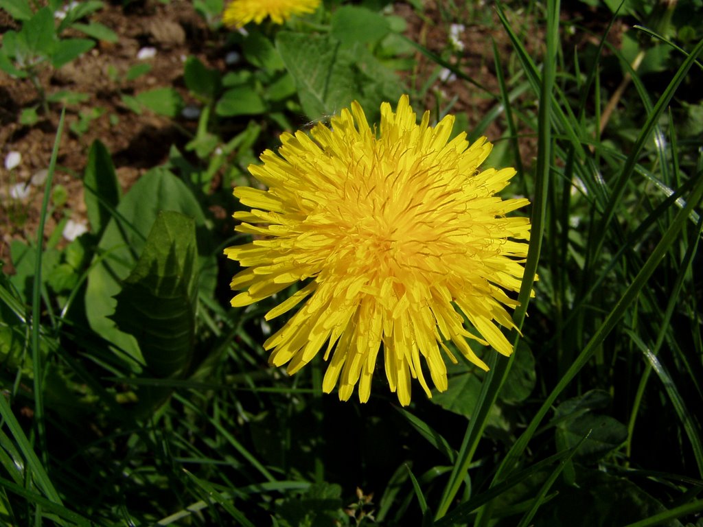 Sun in grass by Ifca