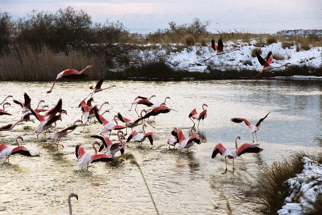 Flamingos, Fanari, Rodopi by Fanari Hotel