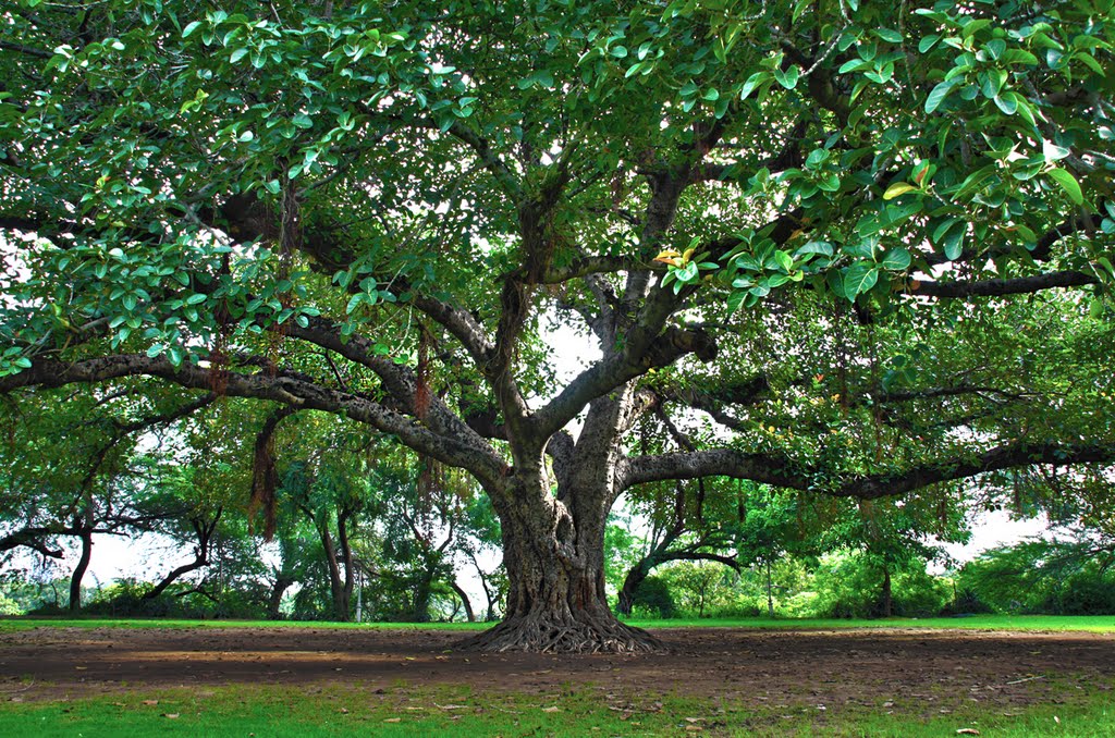 300+ year old tree by Farhan Raza Naqvi