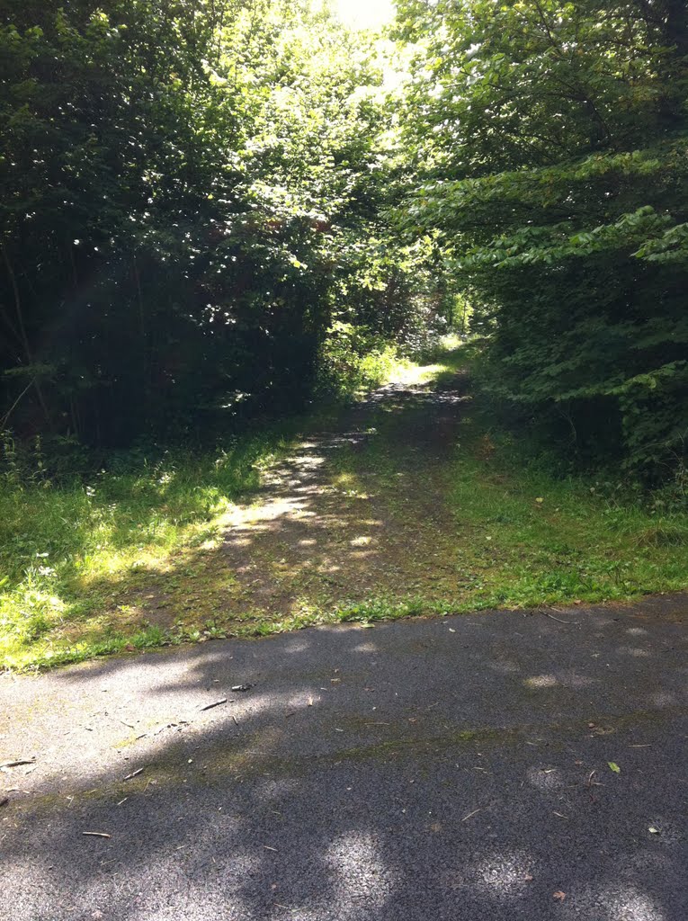 Trail through Dromore Woods, Co. Clare. by fire.house