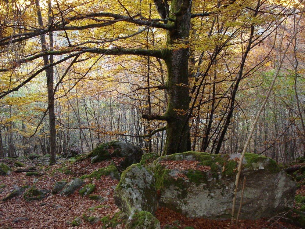 Forest (Orlu, France) by www.davidrull.com