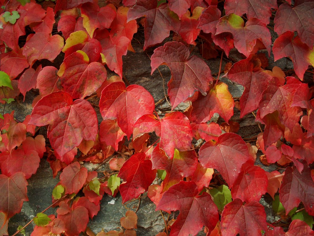 Rot ist die Farbe der Liebe by Norbert Burgener