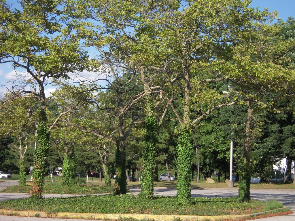 Viney Trees by clyde7995