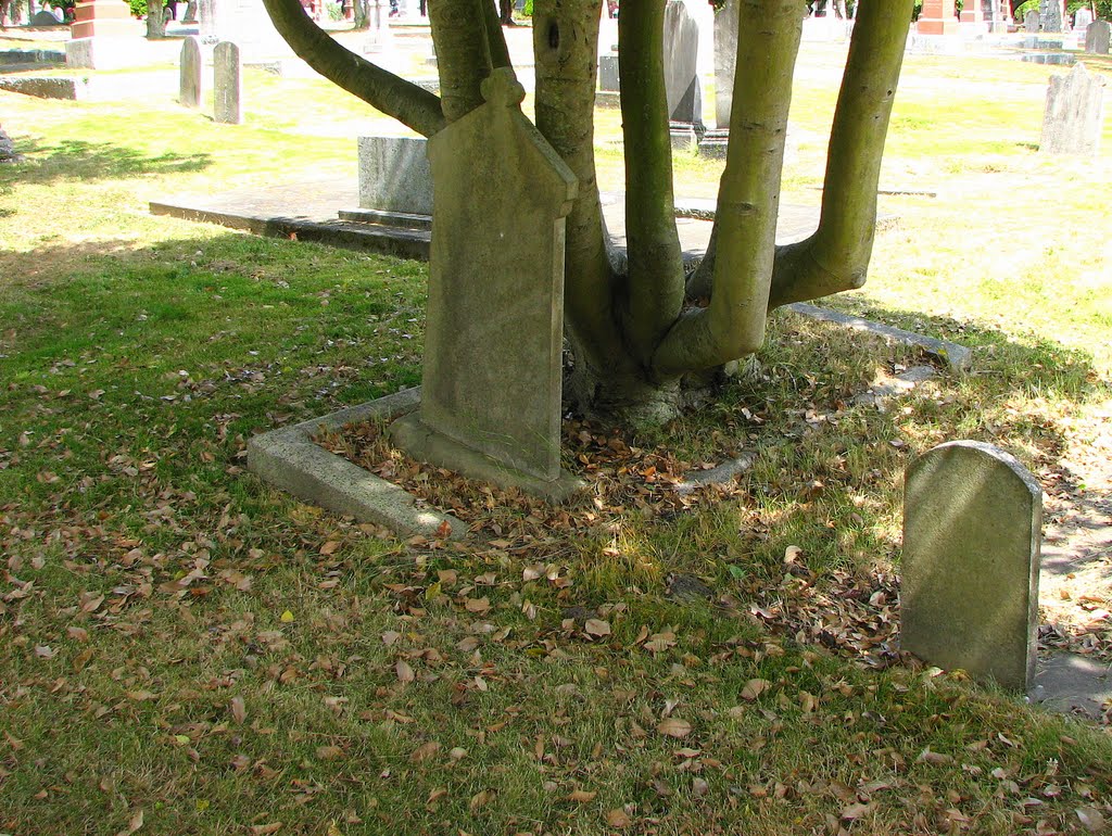 No weed control, decades ago, leaves tombstones obscured... by frtzw906