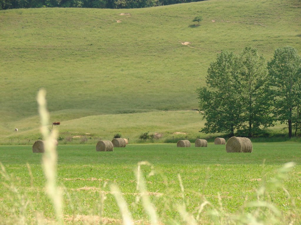 Field of plenty by angelina hamilton