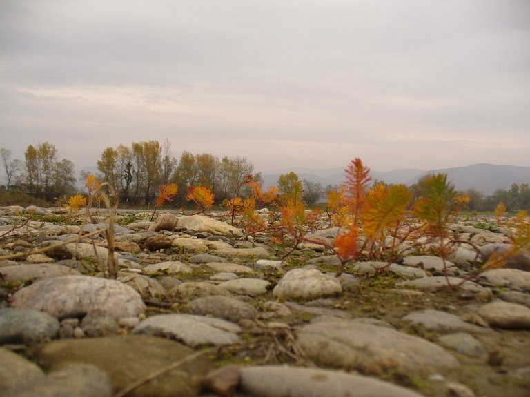 Simeria Dendrological park - near the bank of the Mures river by jeffwarder