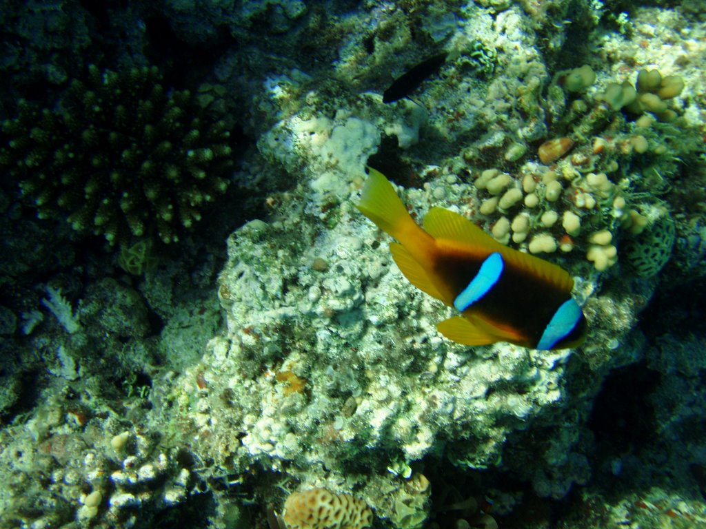 Amfiprion dwupasiasty (Amphiprion bicinctus) by maciek