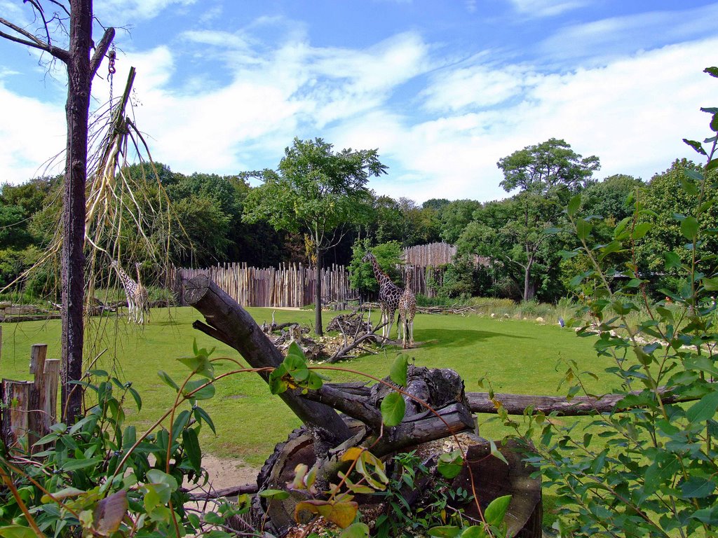 Leipzig - Zoo - Giraffengehege by jkriege