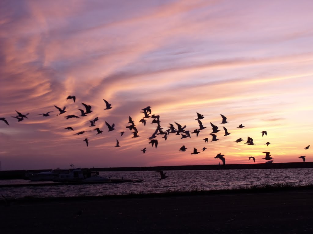 Seagulls in flight, off pier by richlafond