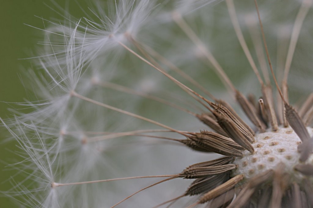 **Dandelion** (Taraxacum officinale) by Erik van den Ham