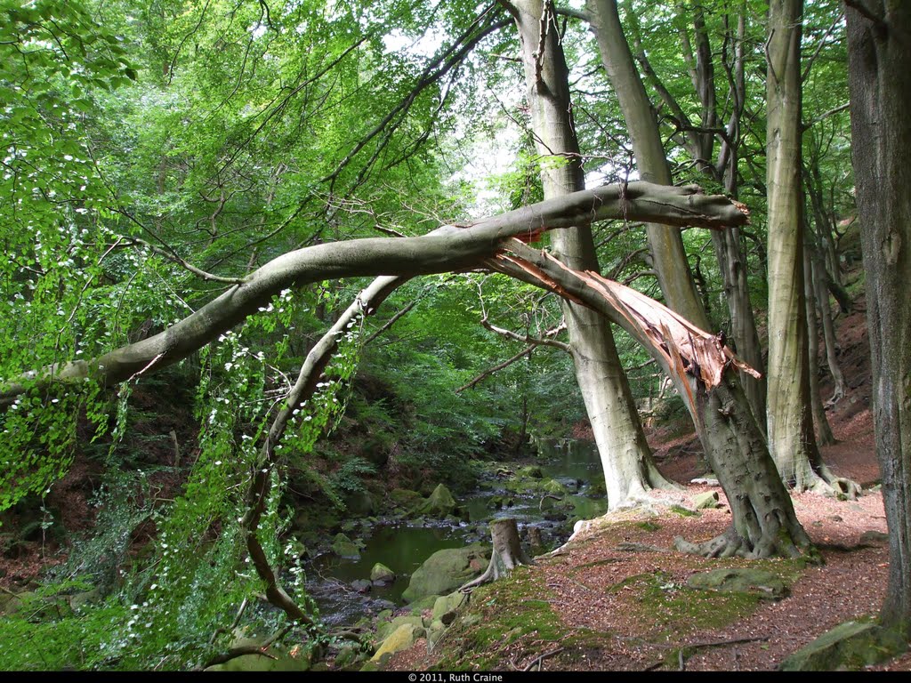 Storm Damaged Tree, River Ryburn, Rishworth by rustyruth