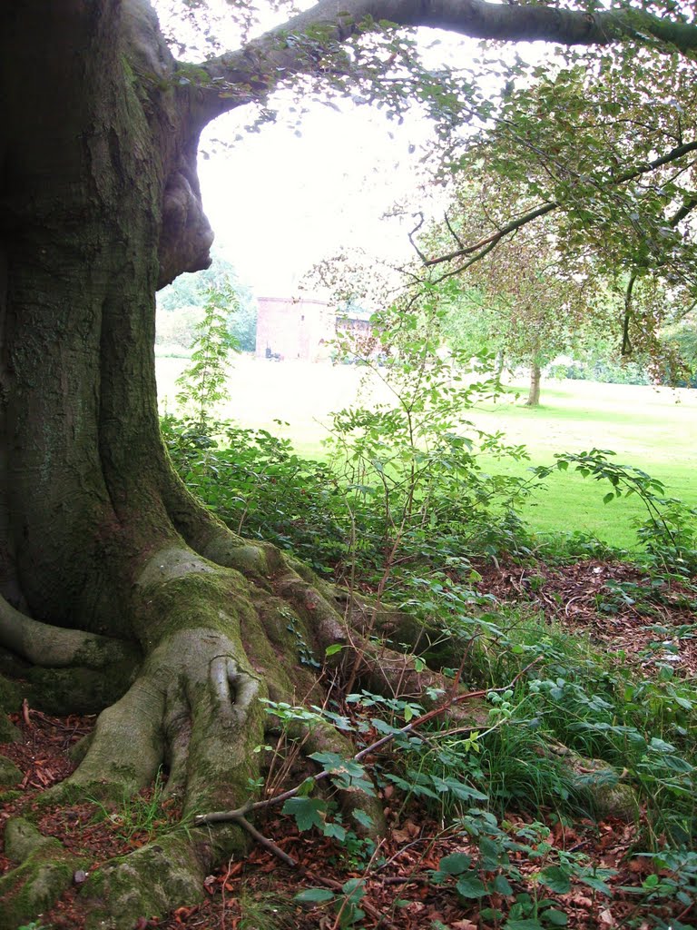 Fest verwurzelter Baum im Schloßpark von Schloß Haag... by eichhörnchen