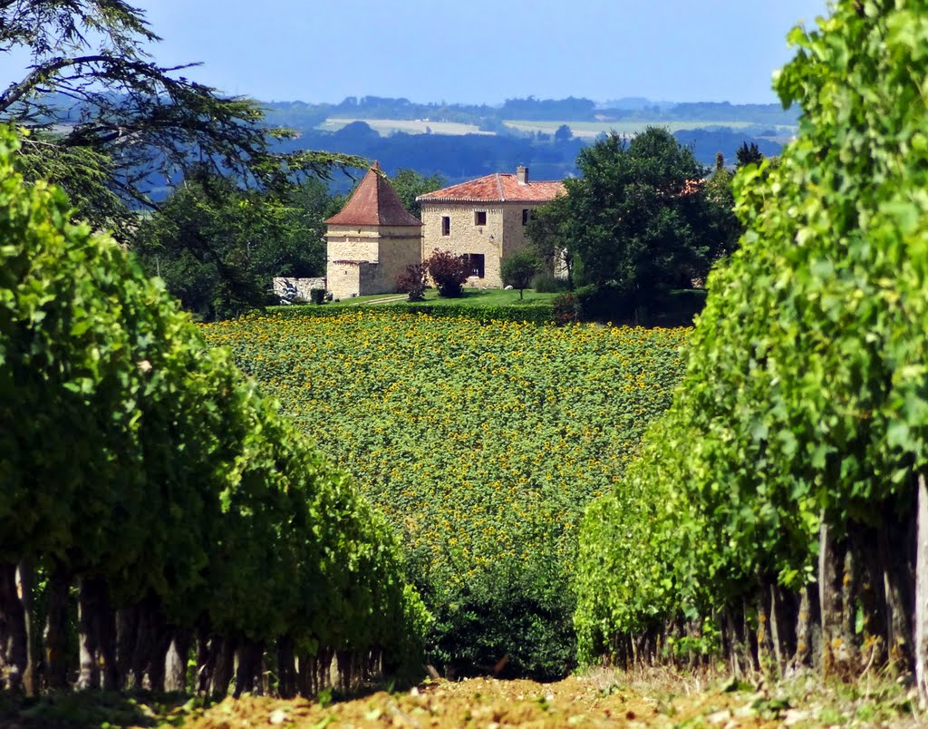 View of St. Jouannet through the vines by Finn Lyngesen flfoto.dk