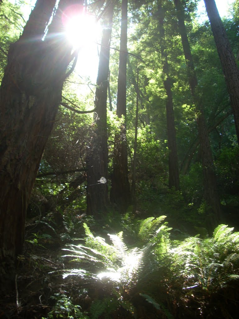 Redwood Forest by aliandjgohiking