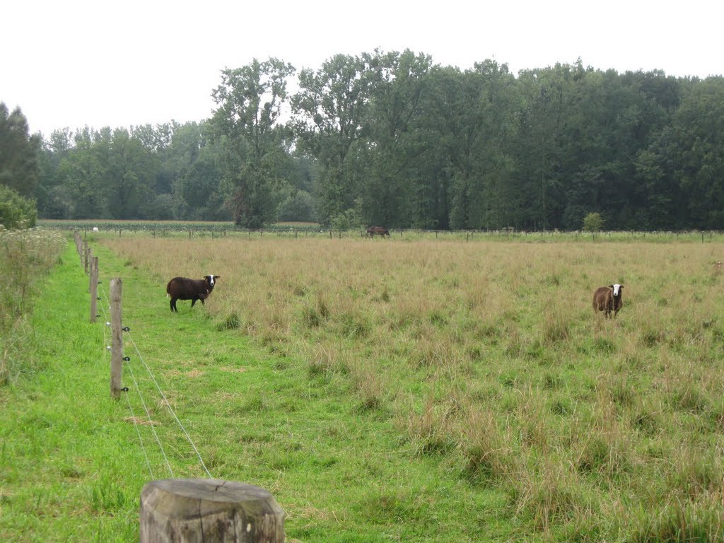 Natuurbeheer,postweg by willytilt