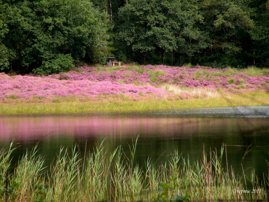 Bloeiende heide (flowering heather) by © wfmw