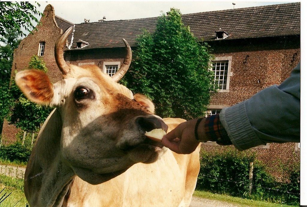 Cow with castle Ter Borg by Fred Fouarge