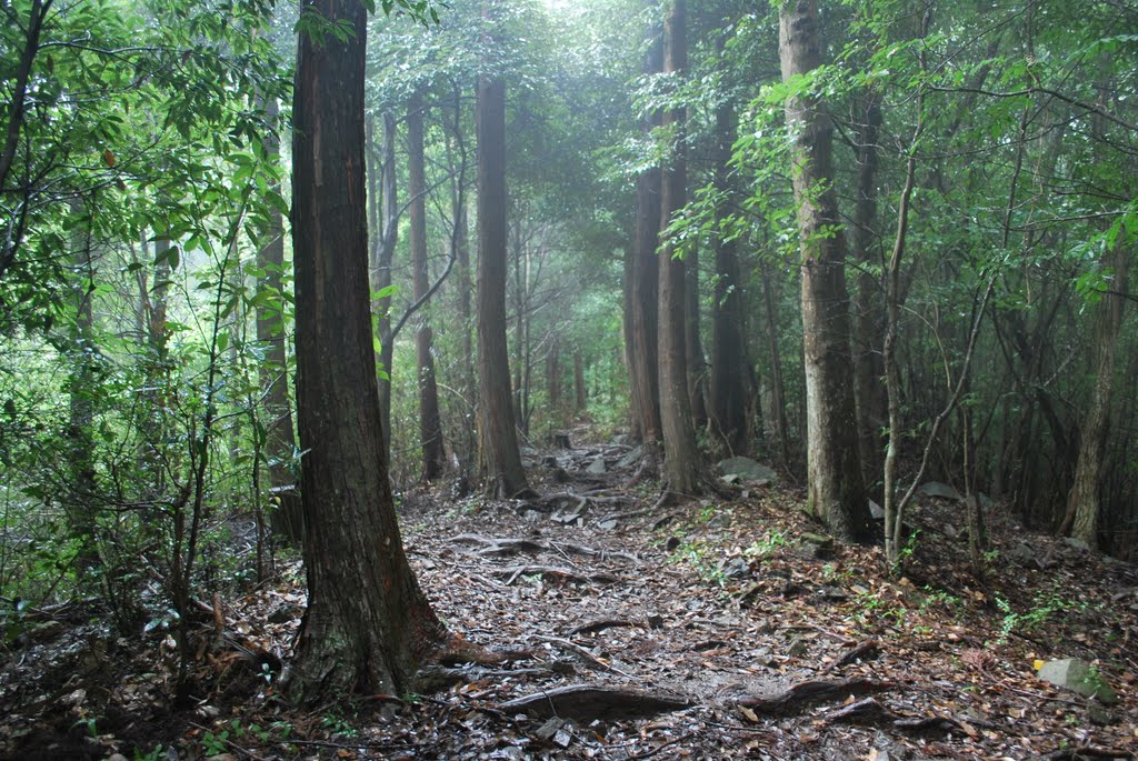 Kumanokodo Nakahechi　熊野古道 中辺路 by KBB