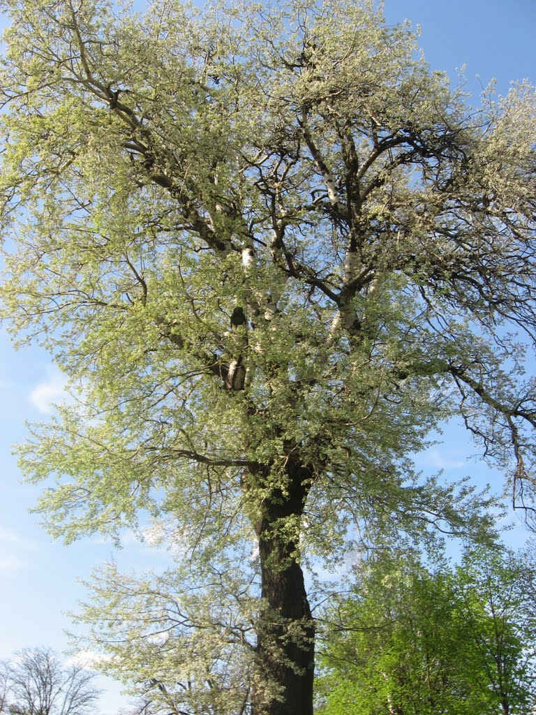 Rozkvitnutý strom v mestskom parku by fofik77