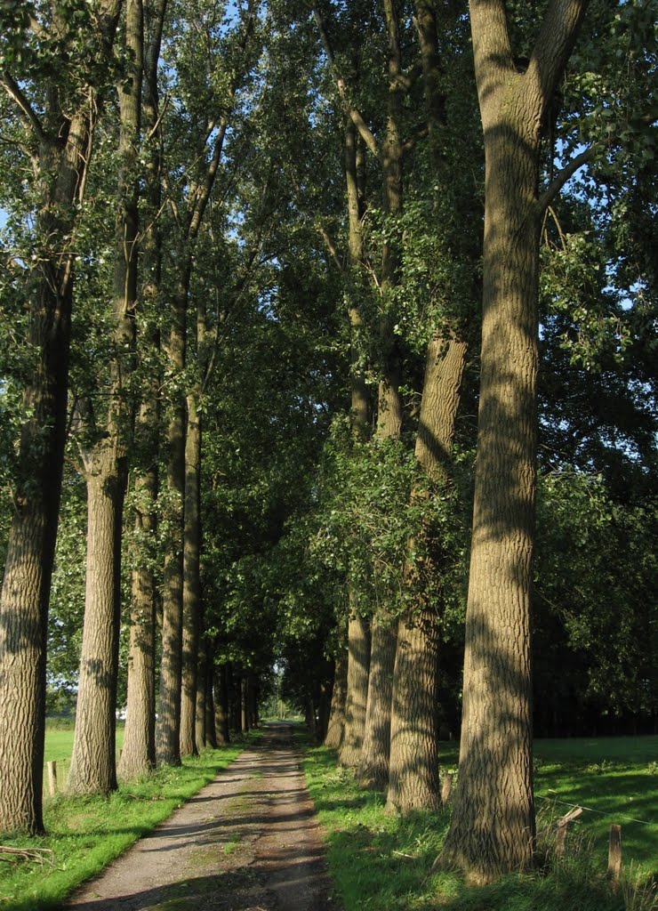 Pappelallee Duisburger Straße...Geldern ... by eichhörnchen