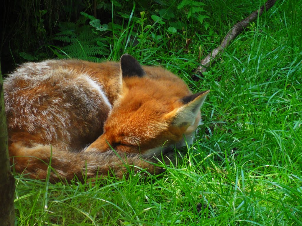 Wildpark Grafenberg der Fuchs wohnt dort nicht,ist im Wald eingeschlafen. by Willi Prinz