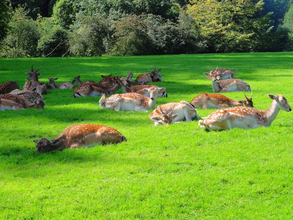 Wildpark Grafenberg by Willi Prinz