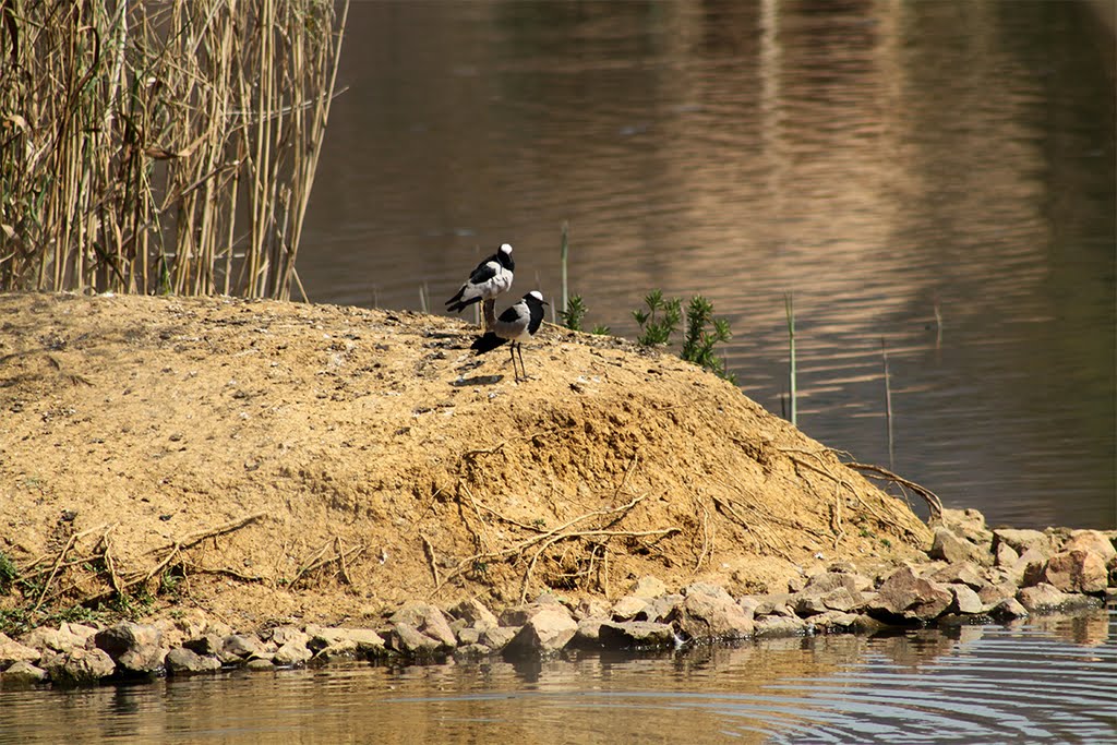 Blacksmith Plover by Daan Prinsloo