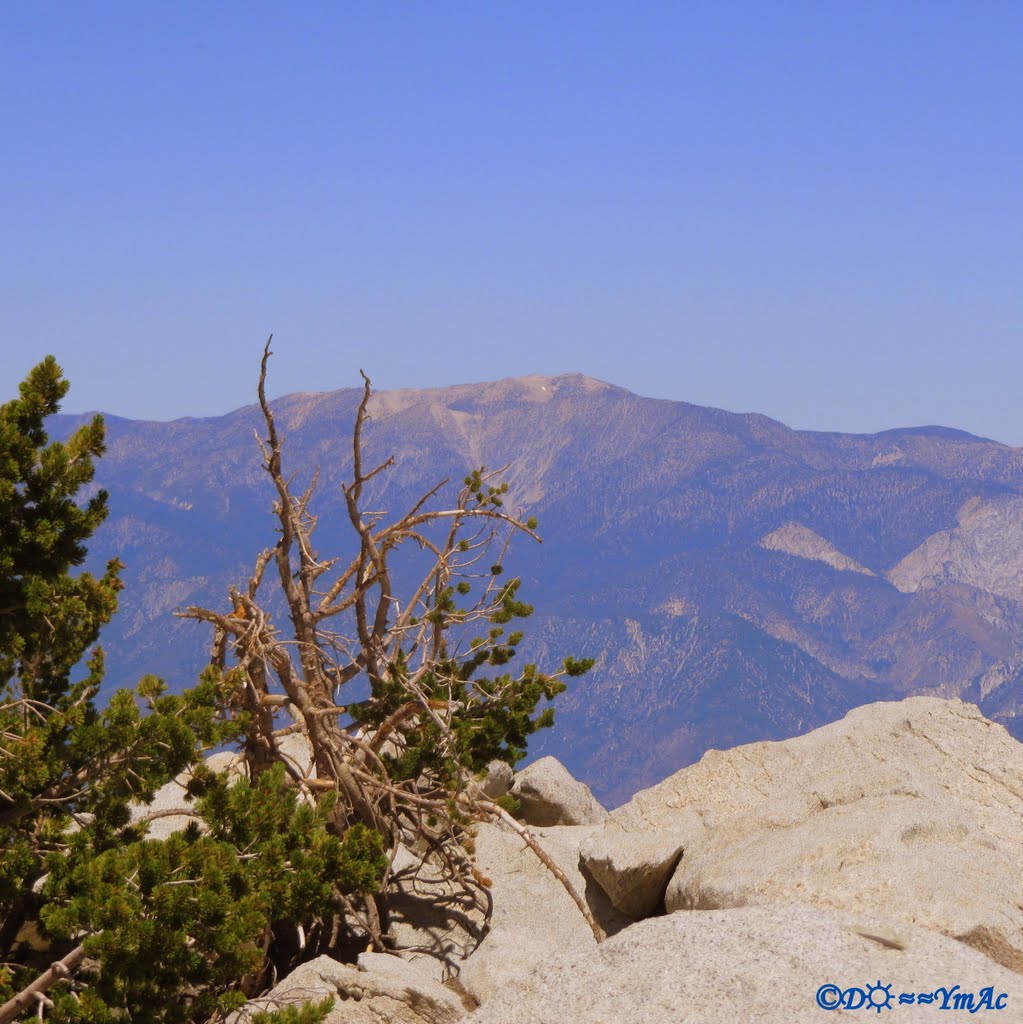 Old Greyback, San Gorgonio Mtn. by D☼≈≈YmAc