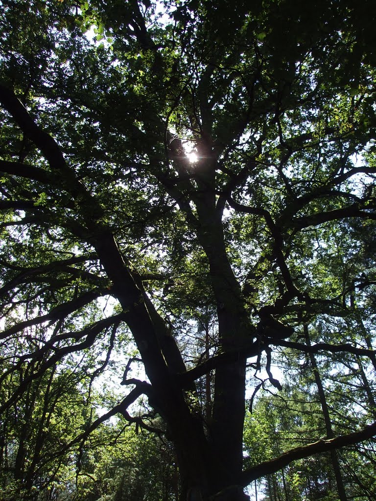 Quercus robur / Dąb szypułkowy / Pedunculate Oak by milenal