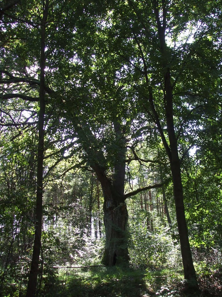 Quercus robur / Dąb szypułkowy / Pedunculate Oak by milenal