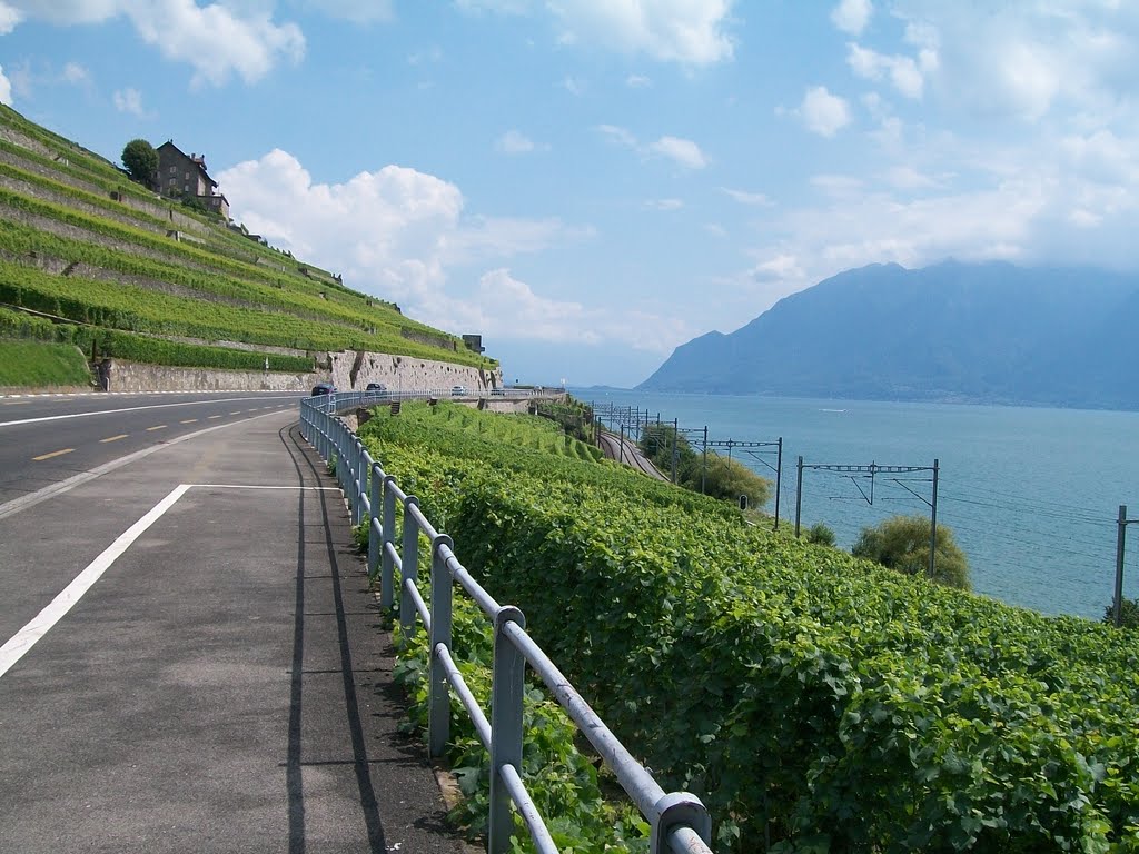 Vignoble de Lavaux au bord du lac Léman by gergovie