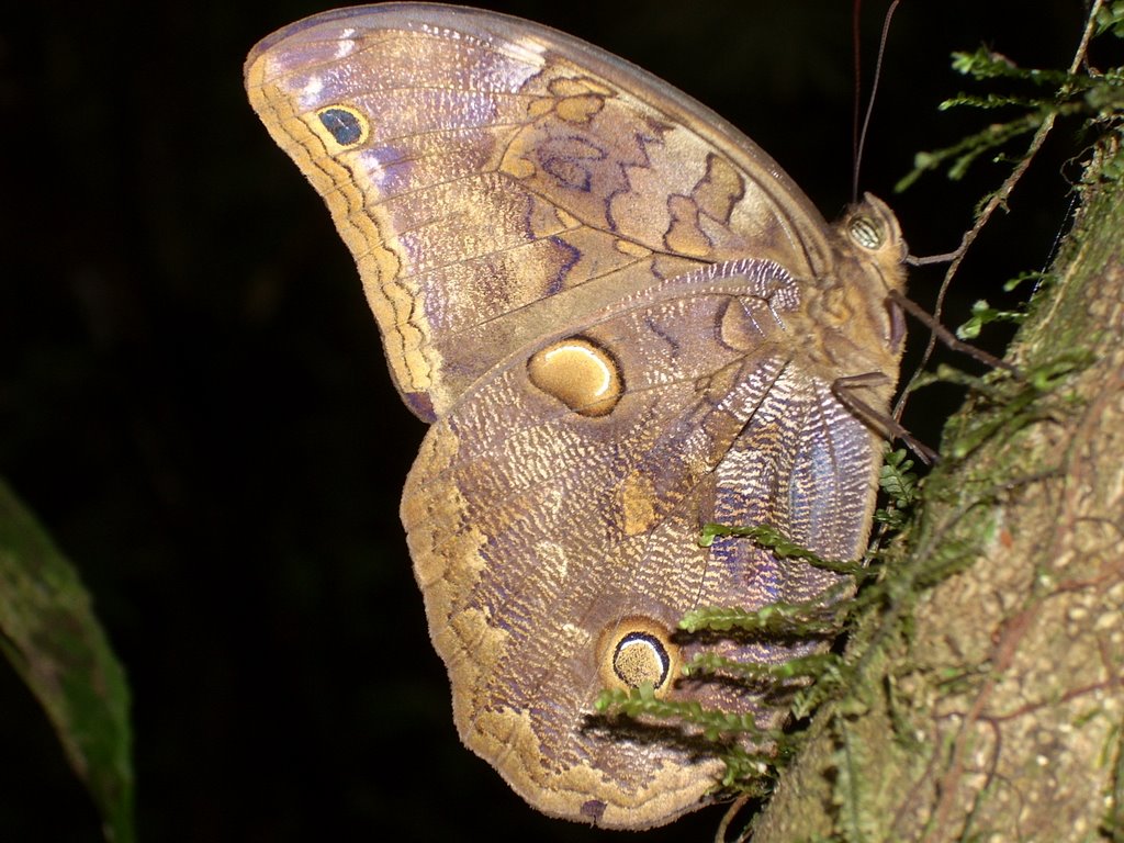 Euryphanes sp by Rubén Arturo Guzmán …