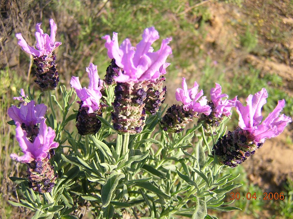 Flor del "Tomillo Borriquero" - El Rasillo by Luis Miguel Cano