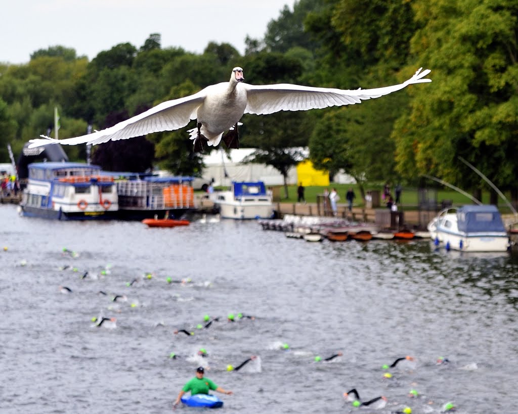 It is quicker by air ~ Swan flies over swimmers at Marlow by Nick Weall