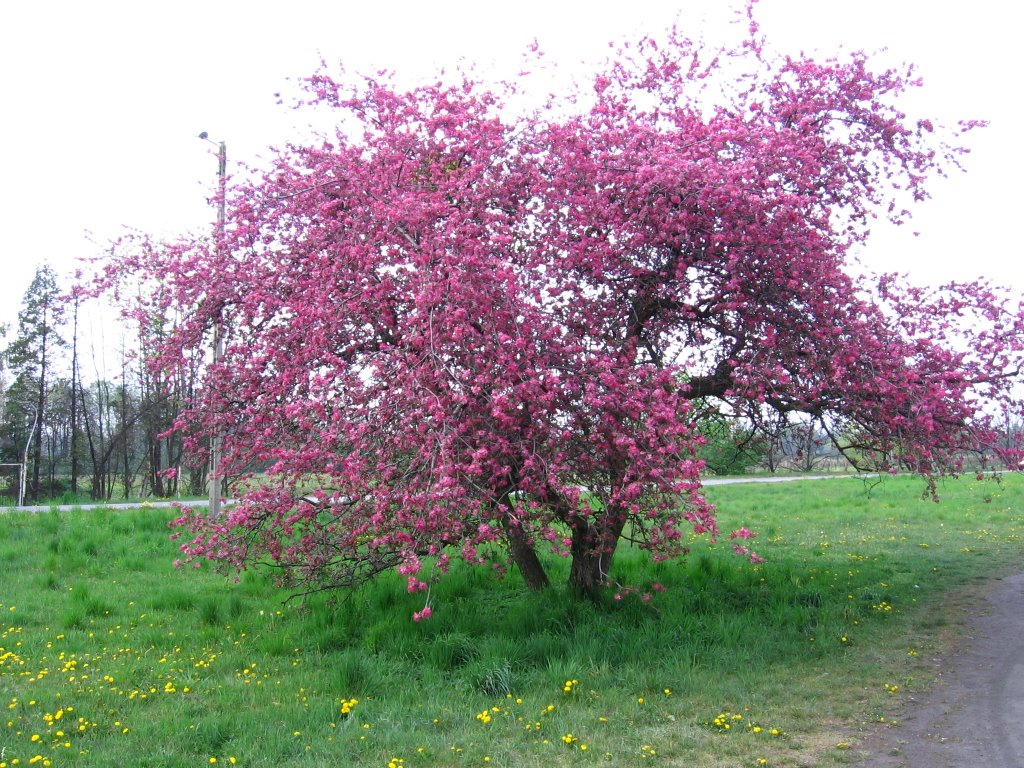 Świerklaniec by stjac