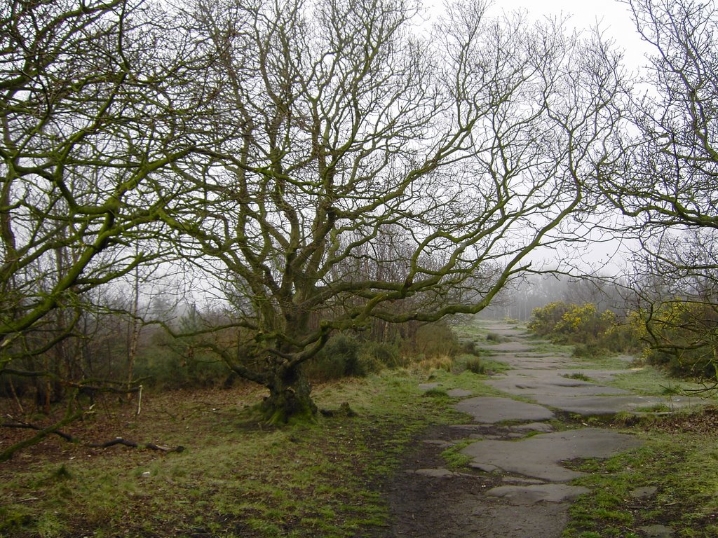 Bidston hill by Una Edwards