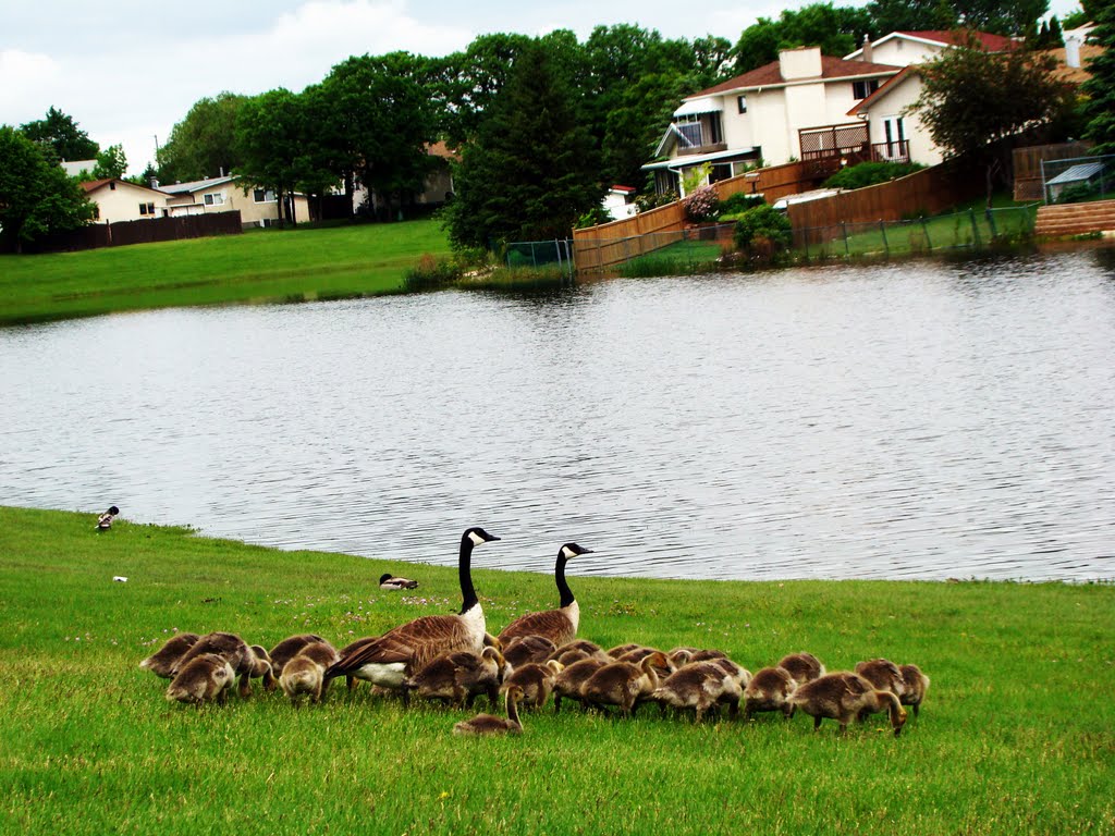 Markhm Road, Winnipeg, MB by Shahnoor Habib Munmun